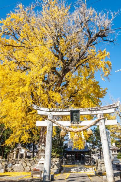天川命神社のイチョウ
