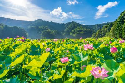 あいのたにロータスプロジェクト