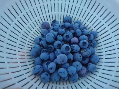 Nagahama Blueberry Tourist Farm