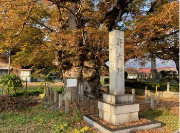 八幡神社の野神ケヤキ