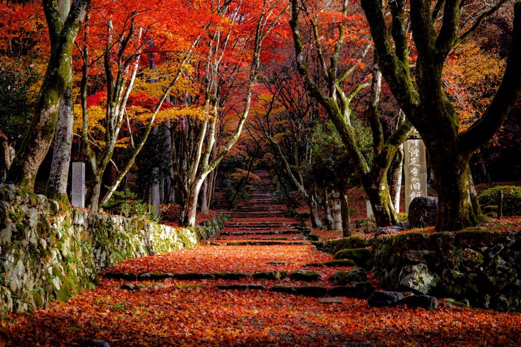 今年も絶景【鶏足寺紅葉受け入れ】についてはこちら！