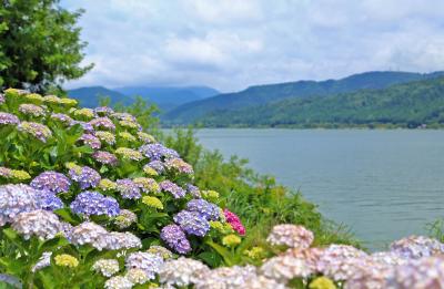 Lake Yogo Hydrangea Garden