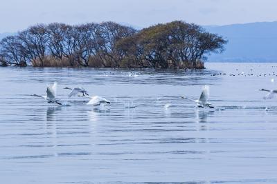 Kohoku Waterfowl Park
