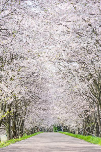 Takatoki River no Cherry Blossom